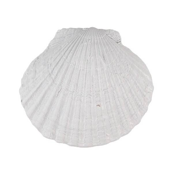 Clayre & Eef Clayre en Eef deurknop schelp wit groot