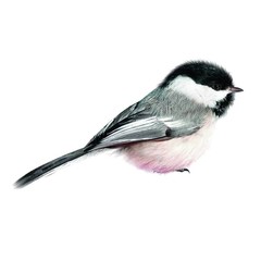 Producten getagd met vogel