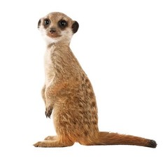 Producten getagd met safari