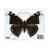KEK Amsterdam muursticker vlinder grijs blauw