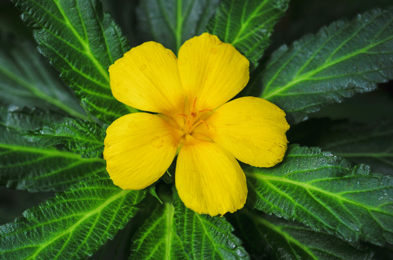 Damiana: Het Oude Kruid voor Moderne Wellness Damiana: Het Oude Kruid voor Moderne Wellness