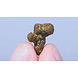 Novus Fumus Psilocybe Mexicana Magic Truffels Novus Fumus Psilocybe Mexicana Magic Truffels