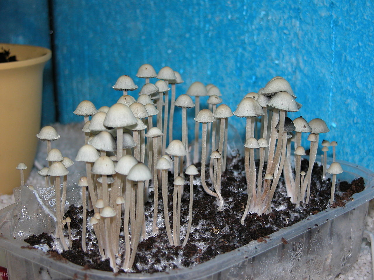 Instructions D'Utilisation Des Kits de Culture Fresh Mushrooms - Zamnesia
