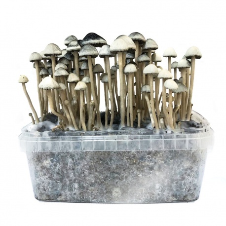 Instructions D'Utilisation Des Kits de Culture Fresh Mushrooms - Zamnesia