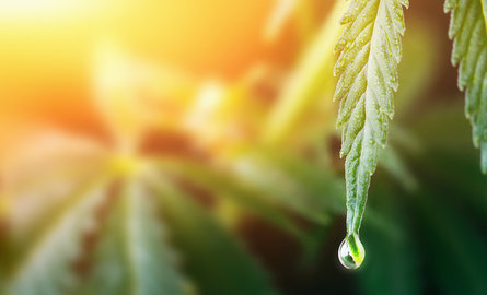 CBD uitgelegd: waarvoor het kan worden gebruikt en hoe het werkt