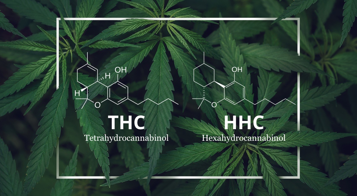 The Differences Between THC and HHC: A Complete Guide The Differences Between THC and HHC: A Complete Guide