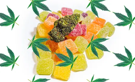 H4CBD: The New Wonder of the Cannabinoid World