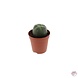 Novus Fumus Peyote Cactus (Lophophora Williamsii) - 35mm - Natuurlijke Bron van Mescaline voor Spirituele Ervaringen Novus Fumus Peyote Cactus (Lophophora Williamsii) - 35mm - Natuurlijke Bron van Mescaline voor Spirituele Ervaringen