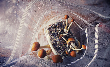 The Magic of Homegrown Mushrooms: A Guide to Magic Mushroom Growkits