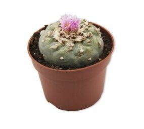 McMystic Peyote McMystic Peyote