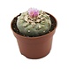 Novus Fumus Peyote Cactus (Lophophora Williamsii) - 35mm - Natuurlijke Bron van Mescaline voor Spirituele Ervaringen Novus Fumus Peyote Cactus (Lophophora Williamsii) - 35mm - Natuurlijke Bron van Mescaline voor Spirituele Ervaringen
