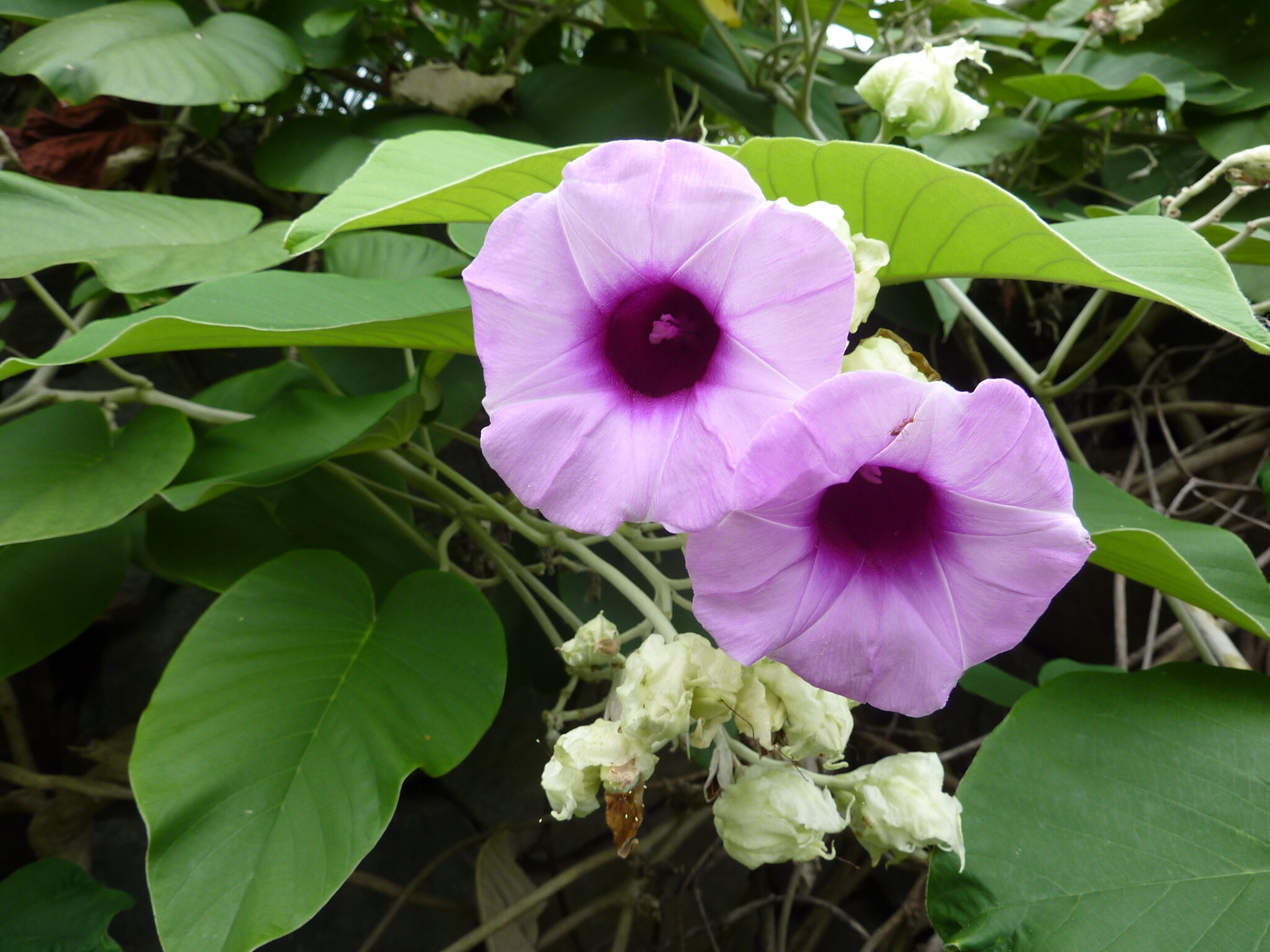 Hawaiian Woodrose