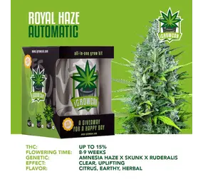 iGrowCan Royal Haze Autofloreciente iGrowCan Royal Haze Autofloreciente