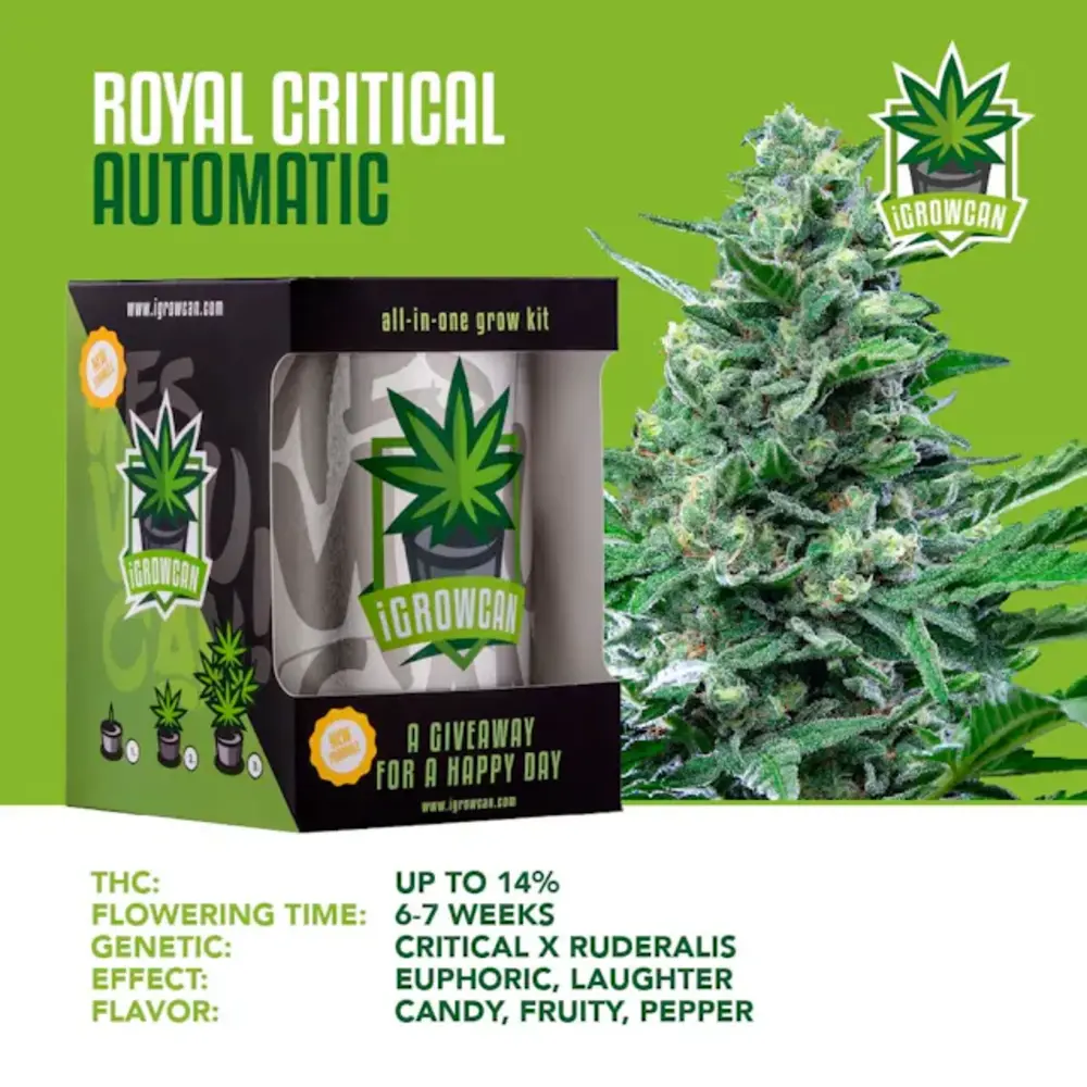 ROYAL CRITICAL AUTO (IGC) The Quick and Easy Version of