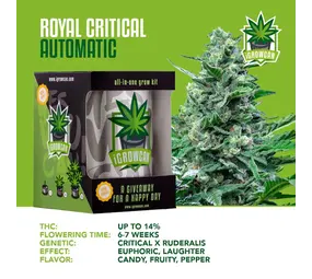 iGrowCan Royal Critical Autoflower iGrowCan Royal Critical Autoflower