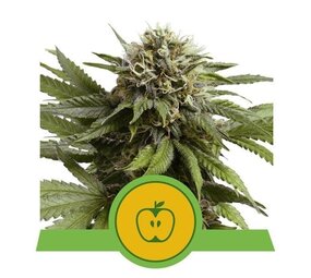 Royal Queen Seeds Apple Fritter Auto Royal Queen Seeds Apple Fritter Auto