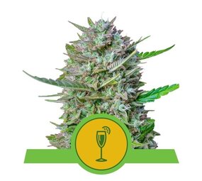 Royal Queen Seeds Mimosa Auto Royal Queen Seeds Mimosa Auto