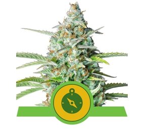 Royal Queen Seeds Northern Light Auto Royal Queen Seeds Northern Light Auto