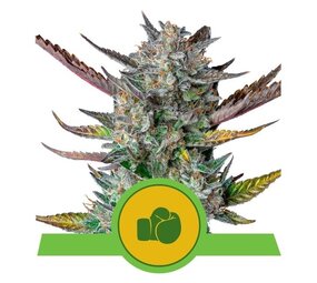 Royal Queen Seeds Purple Punch Auto Royal Queen Seeds Purple Punch Auto