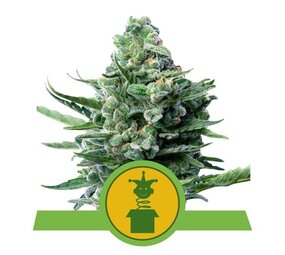 Royal Queen Seeds Royal Jack Auto Royal Queen Seeds Royal Jack Auto