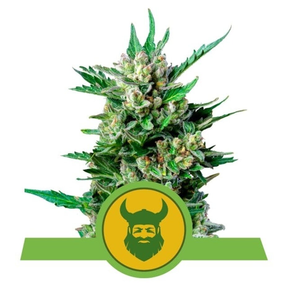 Royal Queen Seeds Royal Dwarf auto