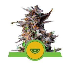 Royal Queen Seeds Watermelon Auto Royal Queen Seeds Watermelon Auto
