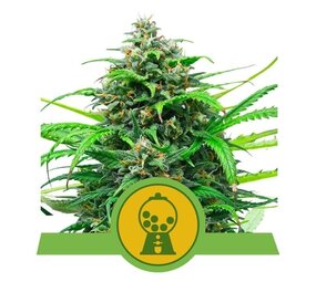 Royal Queen Seeds Pink Runtz Auto Royal Queen Seeds Pink Runtz Auto