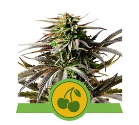 Royal Queen Seeds Cherry Pie Autoflower Royal Queen Seeds Cherry Pie Autoflower