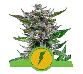 Royal Queen Seeds North Thunderfuck Auto Royal Queen Seeds North Thunderfuck Auto