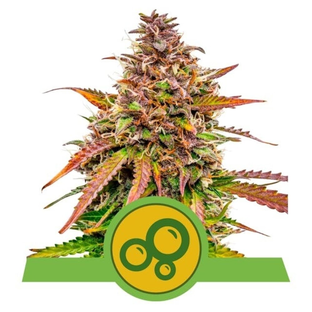 Royal Queen Seeds Royal Queen Seeds Bubble Kush Automatic Cannabis Zaden - Veerkrachtige Autoflower Soort voor Consistente, Snelle Opbrengsten Royal Queen Seeds Royal Queen Seeds Bubble Kush Automatic Cannabis Zaden - Veerkrachtige Autoflower Soort voor Consistente, Snelle Opbrengsten