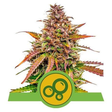 Royal Queen Seeds Royal Queen Seeds Bubble Kush Automatic Cannabis Zaden - Veerkrachtige Autoflower Soort voor Consistente, Snelle Opbrengsten Royal Queen Seeds Royal Queen Seeds Bubble Kush Automatic Cannabis Zaden - Veerkrachtige Autoflower Soort voor Consistente, Snelle Opbrengsten