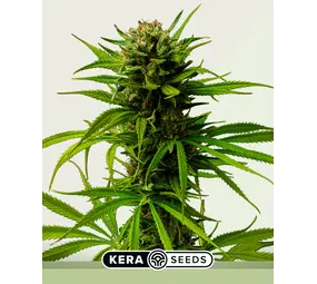Kera Seeds Matic Autofloraison Kera Seeds Matic Autofloraison
