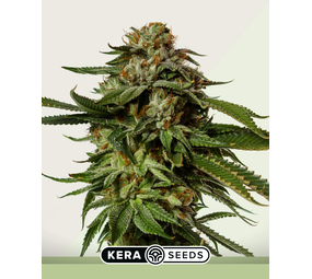 Kera Seeds NLX Diamond Autofloraison Kera Seeds NLX Diamond Autofloraison