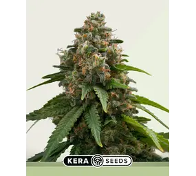 Kera Seeds Amnésie à autofloraison Kera Seeds Amnésie à autofloraison