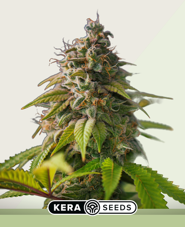 kera-seeds-og-kush-autoflower-hanfsamen-