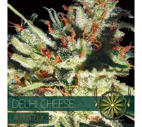 Vision Seeds Delhi Cheese – AutoFem Vision Seeds Delhi Cheese – AutoFem
