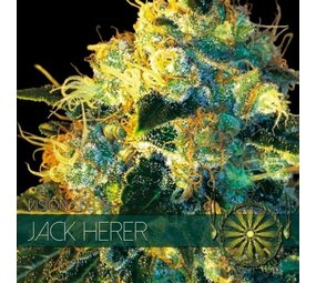 Vision Seeds Jacka Herera Vision Seeds Jacka Herera