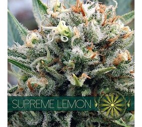 Vision Seeds Supreme Lemon Vision Seeds Supreme Lemon