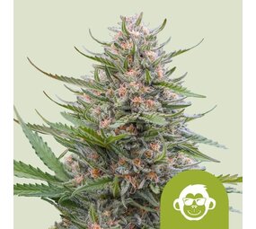 Royal Queen Seeds Grape Ape Auto Royal Queen Seeds Grape Ape Auto
