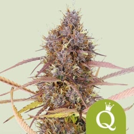 Royal Queen Seeds Royal Queen Seeds - Purple Queen Auto | Autoflower Cannabiszaden | Stressverlichting en Euforische Beleving Royal Queen Seeds Royal Queen Seeds - Purple Queen Auto | Autoflower Cannabiszaden | Stressverlichting en Euforische Beleving