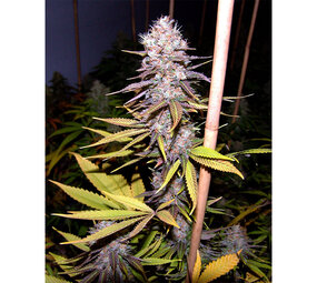 Soma Sacred Seeds Lawenda Soma Sacred Seeds Lawenda