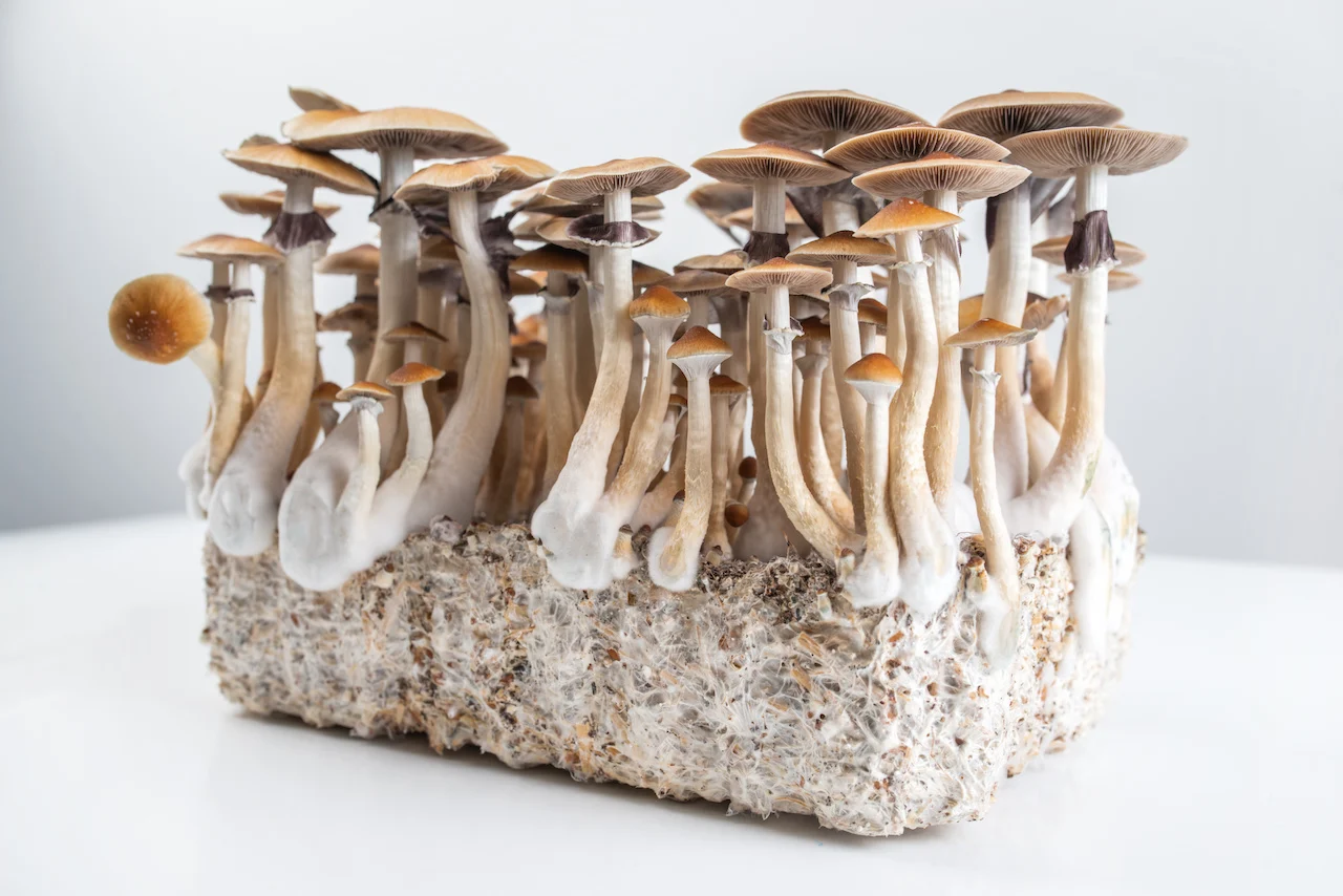 kit de culture de champignons magiques: