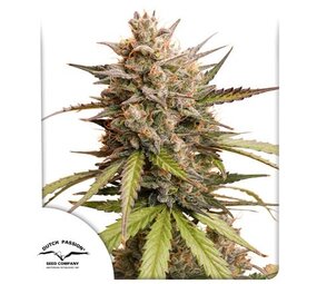 Dutch Passion Auto Melonade Runtz Dutch Passion Auto Melonade Runtz