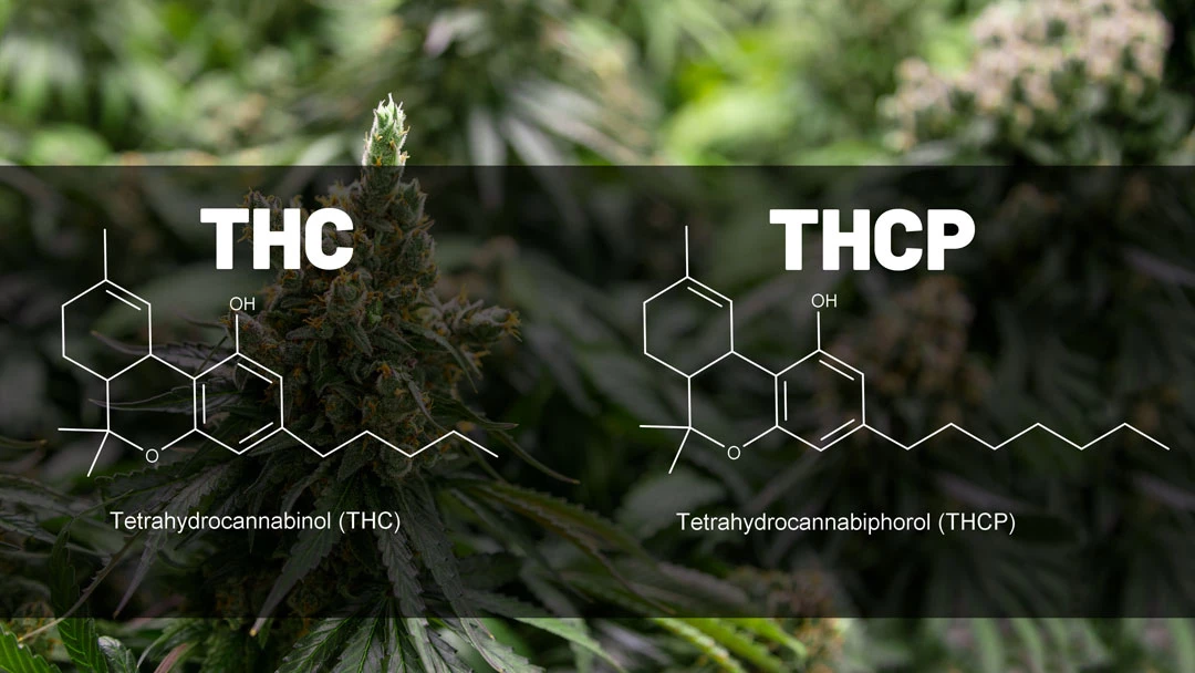 THCP vs THC