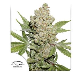 Dutch Passion Auto Lemon Kix Dutch Passion Auto Lemon Kix