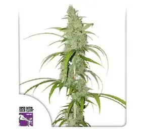 Dutch Passion Auto Creeper Dutch Passion Auto Creeper