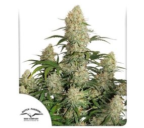 Dutch Passion Auto Critique Orange Punch Dutch Passion Auto Critique Orange Punch