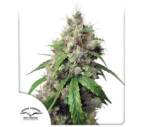 Dutch Passion Auto Euforia Dutch Passion Auto Euforia