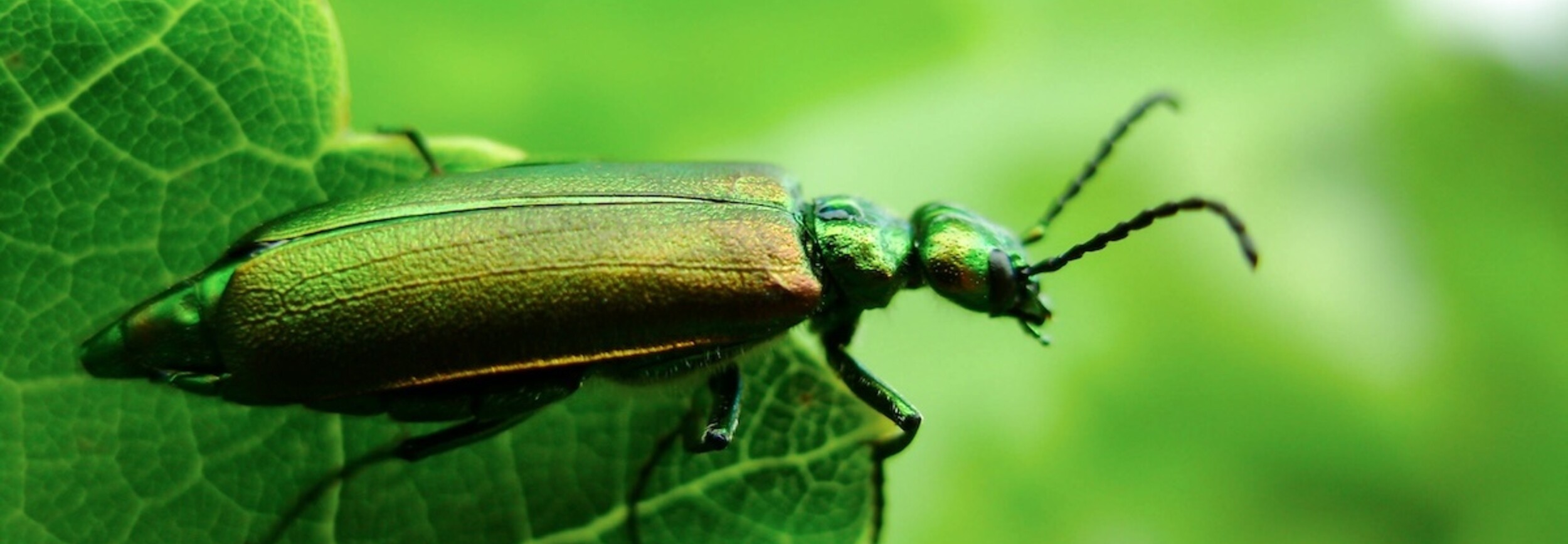 Is Spaanse Vlieg Veilig? Mythen, Feiten en Alternatieven - Novus Fumus