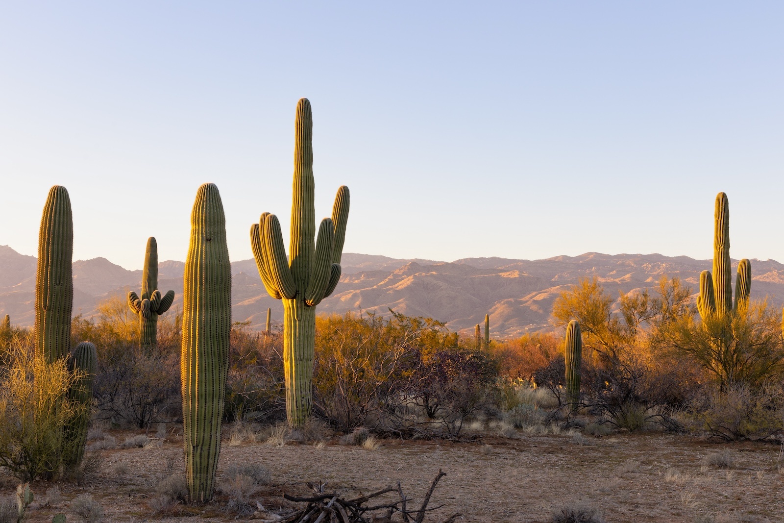 De Fascinerende Wereld van Mescaline De Fascinerende Wereld van Mescaline